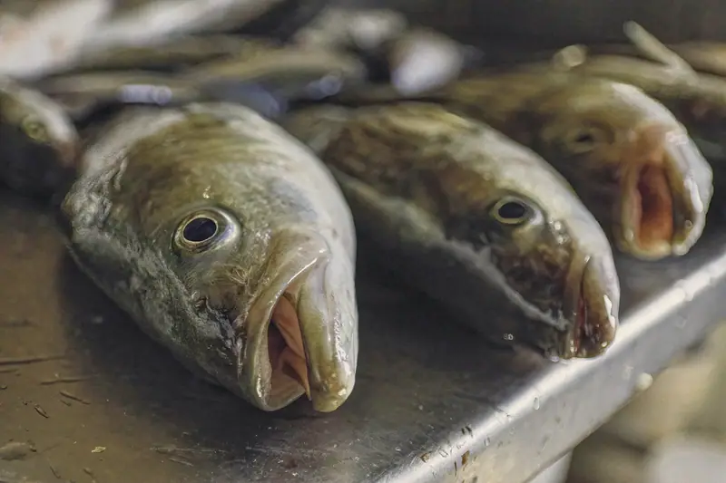 Fresh striped bass laid out on a counter